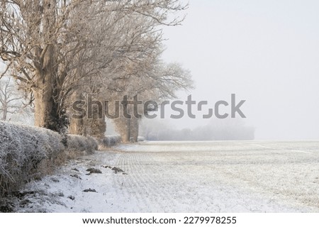 A snowy and misty winter scene of bare oak trees lit by low sun casting long shadows over a field. Large copy space to right.