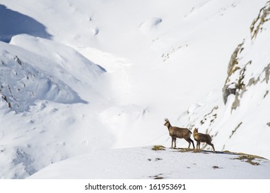  snowy mountain chamois - Powered by Shutterstock