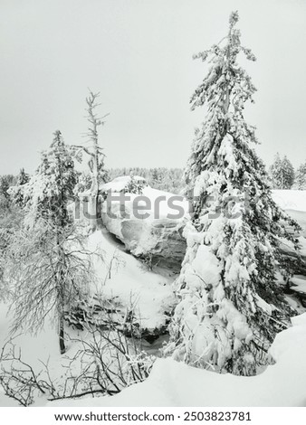 Similar – Foto Bild OH BÄUMEBAUM OH BÄUMEBAUM