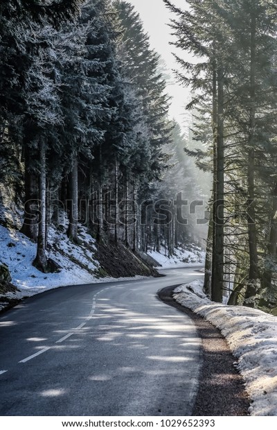 snowy mountain road\
lined with fir trees