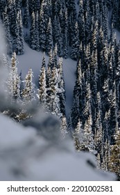 Snowy Mountain Tree Top Peaks