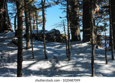 Лагонаки весной фото