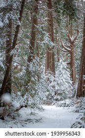 Snowy Old Growth Cedar Forest On Cortes Island BC