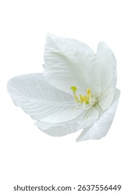 Snowy Orchid Tree, Orchid Tree, Bauhinia acuminata L, White, beautiful, png