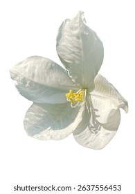 Snowy Orchid Tree, Orchid Tree, Bauhinia acuminata L, White, beautiful, png