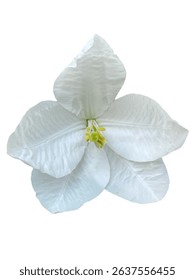 Snowy Orchid Tree, Orchid Tree, Bauhinia acuminata L, White, beautiful, png