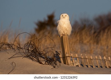 A Snowy Owl 