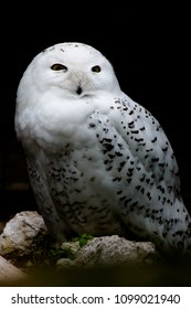 Snowy Owl - Bubo Scandiacus