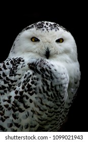 Snowy Owl - Bubo Scandiacus