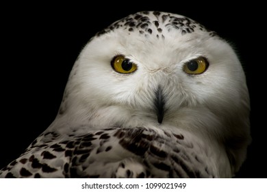 Snowy Owl - Bubo Scandiacus