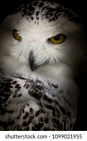 Snowy Owl - Bubo Scandiacus