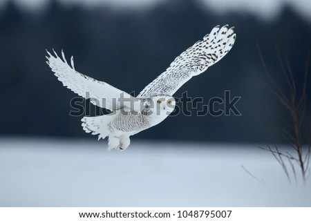 snowy owl - bubo scandiacus