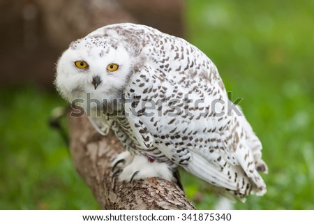 Similar – Image, Stock Photo closeup of an Owl eye Eyes