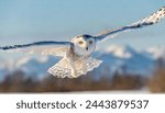 snowy owl - Bubo scandiacus -  aka polar, Arctic owl is a large, white owl of the true owl family. Snowy owls are native to the Arctic regions of both North America and the Palearctic.  In flight