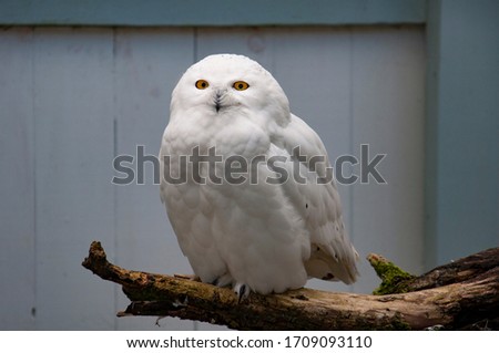 The snowy owl (Bubo scandiacus) being curious.