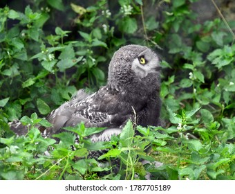 Snowy Owl (Bubo Scandiacus). Chick In Grass