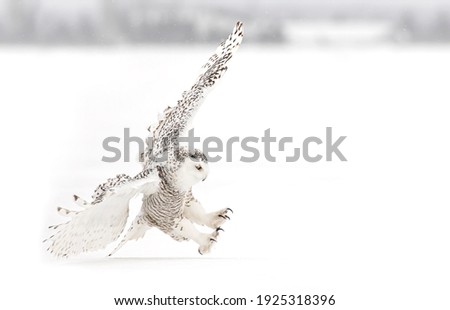Snowy owl (Bubo scandiacus) with claws out isolated on white background landing in a snow covered field in Ottawa, Canada