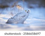 Snowy owl ( bubo scandiacus ) close up