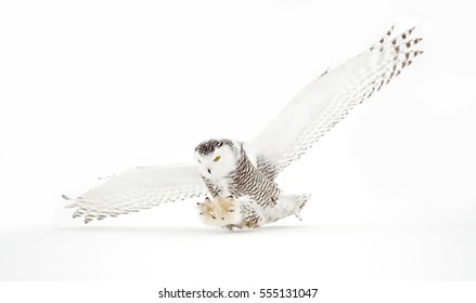 Snowy Owl (Bubo Scandiacus) Closeup Isolated On White Background About To Pounce On Its Prey On A Snow Covered Field In Ottawa, Canada