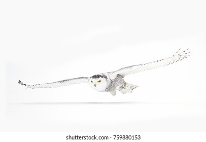 Snowy Owl (Bubo Scandiacus) Closeup Isolated On White Background About To Pounce On Its Prey On A Snow Covered Field In Ottawa, Canada