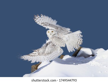 Snowy owl (Bubo scandiacus) female with wings spread out flying against a deep blue winter sky hunting near Ottawa, Canada