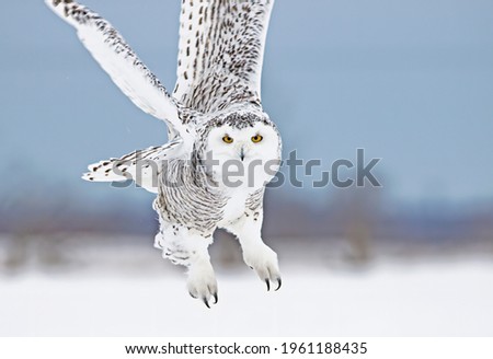 Snowy owl (Bubo scandiacus) female hunting over an open snowy field in Ottawa, Canada