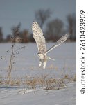 Snowy owl (Bubo scandiacus) flies low over hunting an open snowy field in winter in Ottawa, Canada