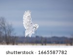 Snowy owl (Bubo scandiacus) in flight hunting over a snow covered field in Ottawa, Canada