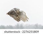  Snowy owl (Bubo scandiacus)  flying on a rainy day in the winter in the Netherlands                                 