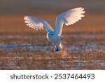 A snowy owl (Bubo scandiacus) flying over the grass in a field in sunlight