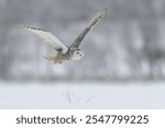 Snowy owl (Bubo scandiacus), flying in a snowy landscape, captive, Sumava National Park, Šumava Forest, Czech Republic, Europe