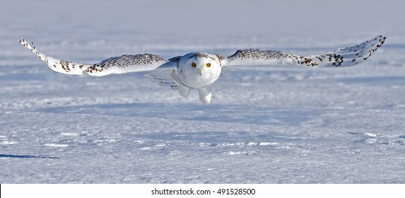 Snowy Owl Flying Images Stock Photos Vectors Shutterstock