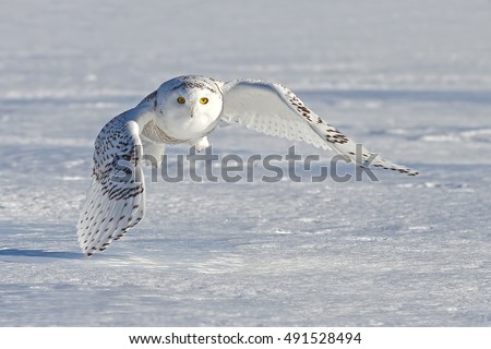 Snowy owl (Bubo scandiacus) flying low and hunting over a snow covered field in Ottawa, Canada