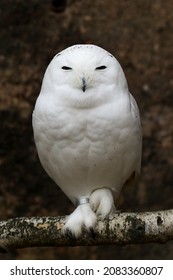 Snowy Owl (Bubo Scandiacus) Funny Face