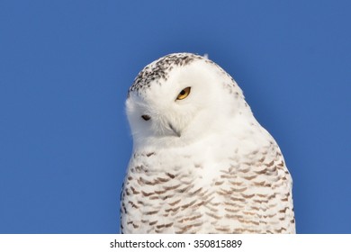 Snowy Owl (Bubo Scandiacus) Head Tilted Closeup