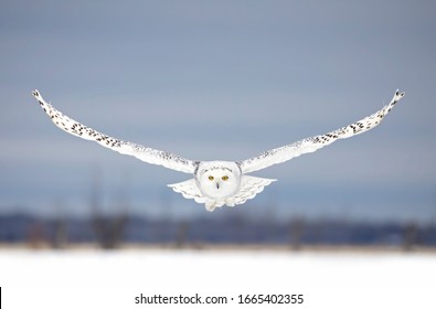 Snowy owl (Bubo scandiacus) hunting over a snow covered field in Ottawa, Canada