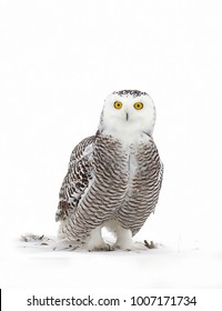 Snowy Owl Bubo Scandiacus Isolated On White Background With Eyes Wide Open Sitting In The Snow In Canada