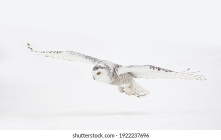 12,345 Owl In The Field Images, Stock Photos & Vectors | Shutterstock