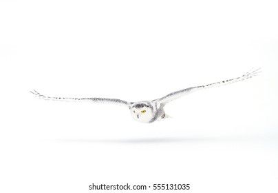 Snowy Owl (Bubo Scandiacus) Isolated On White Background Flying Low And Hunting Over A Snow Covered Field In Ottawa, Canada