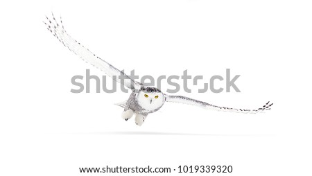 Snowy owl Bubo scandiacus isolated on white background flies low hunting over an open snowy field in Ottawa, Canada