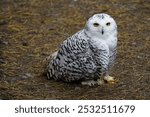 The Snowy Owl (Bubo scandiacus) is a large owl of the typical owl family Strigidae. Vogelpark Walsrode, Germany.