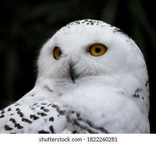 The snowy owl (Bubo scandiacus) is a large, white owl of the true owl family.