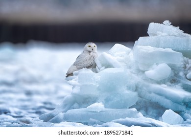 Snowy Owl (Bubo scandiacus): A large, powerful owl of the high Arctic tundra, colored for camouflage during northern winters in buffalo new york.