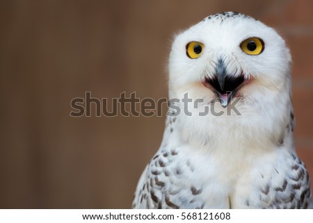 Snowy owl or Bubo scandiacus a large white owl of the typical owl family with copy space.