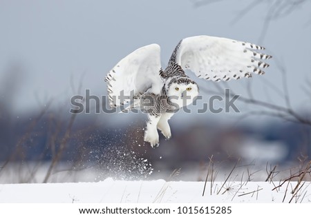 Snowy owl (Bubo scandiacus) lifts off and flies low hunting over a snow covered field in Ottawa, Canada