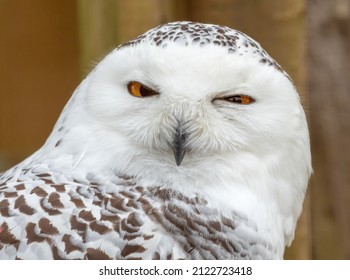 Snowy Owl (Bubo Scandiacus) Making A Funny Face. Cute Closeup Owl Portrait.