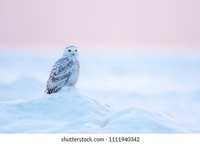 Snowy Owl (Bubo Scandiacus) Perched On A Mound Of Ice And Snow At Sunset In Ontario