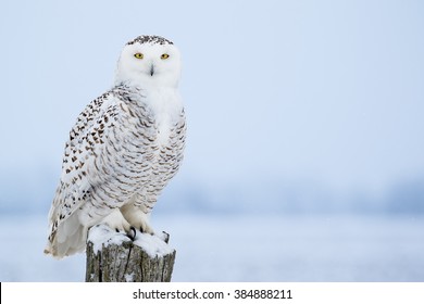 cute snowy owls with blue eyes