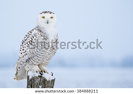 Snowy Owl, Bubo Scandiacus, perched on a post making eye contact with piercing yellow eyes. Light snowfall.
