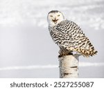 Snowy owl (Bubo scandiacus) perching on a pole on a cold winter morning,    Southern Ontario